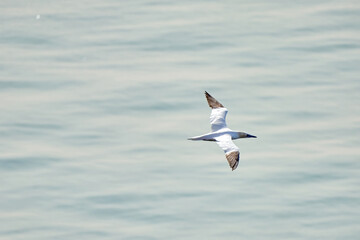 A single white and yellow gannet flies through the sky, blue, gray sea in background