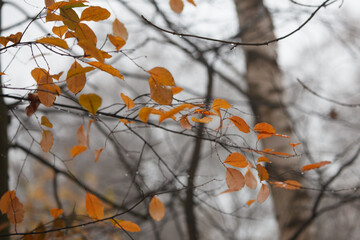 Colored leaves on the autumn trees