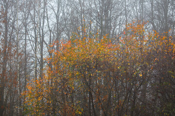 Colored leaves on the autumn trees