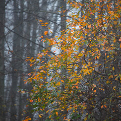 Colored leaves on the autumn trees