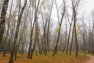 In the autumn forest with colored leaves