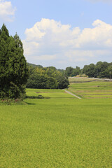 Obraz premium 棚田