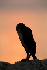 Socotra cormorant resting during sunrise, Bahrain