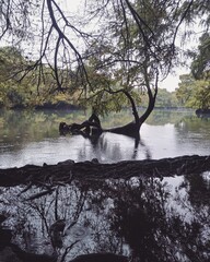Water in the forest