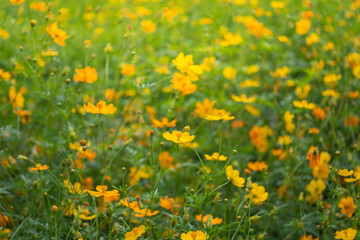 Yellow cosmos flowers in the garden.