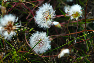 dandelion seed heads