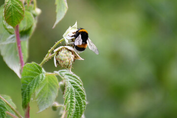 raspberry bush branch with flowers and young green unripe berries in the garden in spring. a bumblebee is sitting on a flower