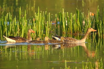 ges gegawa