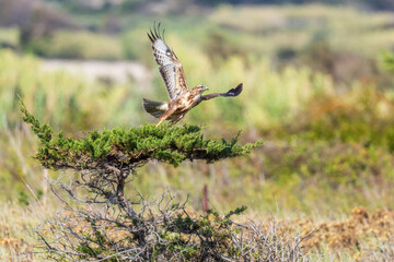 Buzzard - Buteo buteo, common bird of prey from European fields, meadows and woodlands, Pag island, Croatia.