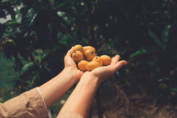 Hands full of Maltese plums on green background. Two hands full of yellow fruits.