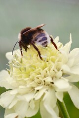 Bee on yellow peony flower