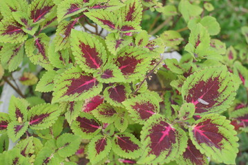 red and green leaves