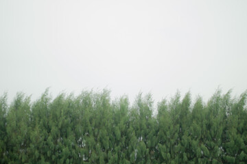 Obraz premium green pine in the wind
