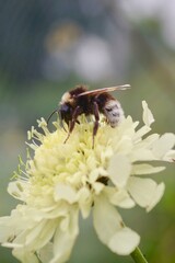 Bee on yellow peony flower