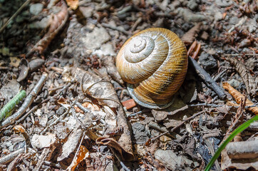 Snail on brown leaves in the forest in summer close-up