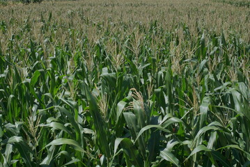 corn field in summer