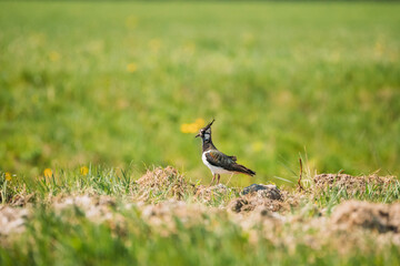 Naklejka premium Northern Lapwing Or Peewit In Summer Field. Wildlife Birds Of Belarus