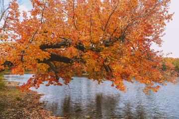 Fototapeta na wymiar Red leaf tree by the lake, Massachusetts in autumn