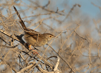 Graceful prinia perched on a bush at Buri farm, Bahrain