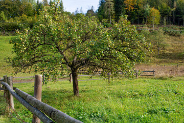 Apple orchard. A large tree with green apples.