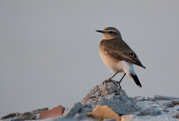Pied wheatear at Busiateen coast, Bahrain