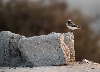 Pied wheatear perched on cemented block, Bahrain
