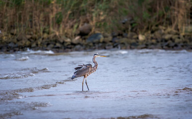 Great Blue Heron Standing in the water on a windy day on a Maryland beach
