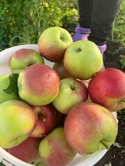 apples in the garden