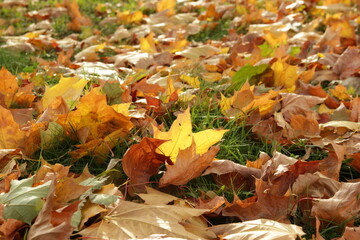 Autumn. Multicolored maple leaves lie on the grass.