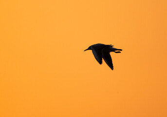 Silhouette of a gull in flight at Asker marsh, Bahrain
