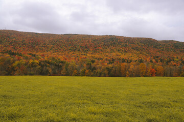 Autumn forest and pasture, Clarksburg Massachusetts