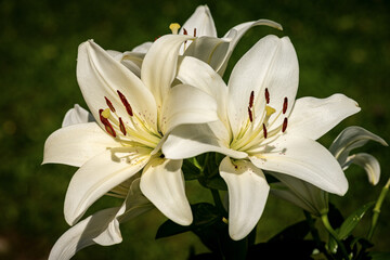 Beautiful white Lily Flowers in a garden with a dark background. Macro photography.