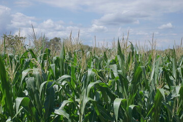 Corn field with blue skies background from several angle.
