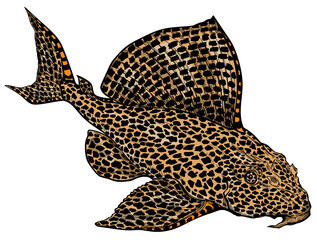 Leopard, Sailfin or Clown Pleco. Leopard Plecostomus. Suckermouth catfish. Freshwater  aquarium fish. Isolated vector illustration - obrazy, fototapety, plakaty