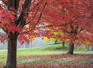 Autumn red leaf tree, Vermont