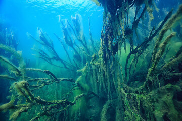 swamp underwater landscape abstract / sunken trees and algae in clear water, ecology underwater world - obrazy, fototapety, plakaty