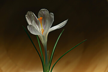 white crocus spring flower, spring abstract background, nature concept