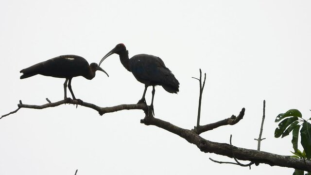 Ibis in tree UHD MP4 4k Video .