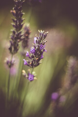 purple lavender in garden blooming