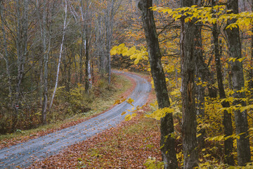 Road in the autumn forest, Vermont
