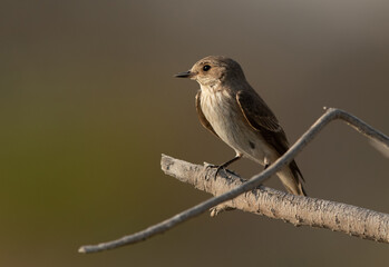Obraz premium Closeup of a Spotted Flycatcher at Asker marsh