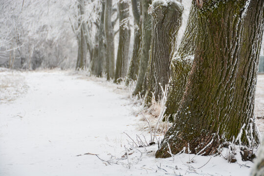 Baum Alee im Winter auf den Wiener Steinhofgründen
