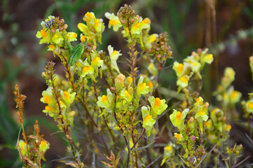 Yellow Snapdragon flowers. (Latin antirrhinum). In the wild. With insect bugs on the petals