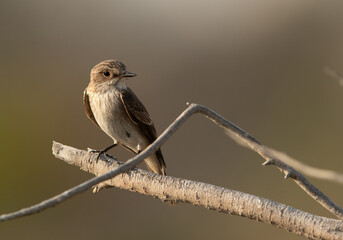 Spotted Flycatcher at Asker marsh