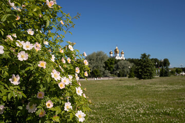 Obraz premium A delicate flower of wild rose. Yaroslavl. Beautiful summer day.