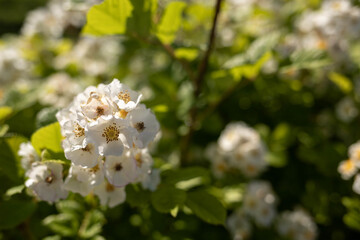 A delicate flower of wild rose. Yaroslavl. Beautiful summer day.