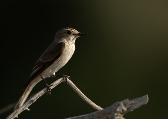 Spotted Flycatcher on spot metering at Asker marsh