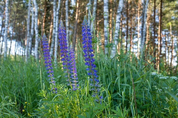 Fototapeta premium Lupins in the forest on the Bank of the Rybinsk reservoir near the village of Petrakovo.