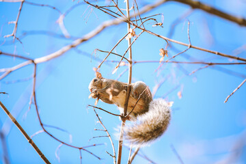 Squirrel on tree at Princeton University