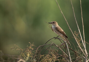 Spotted Flycatcher perched on a bush at Asker marsh